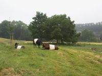 Lakenvelder in de natuurweide